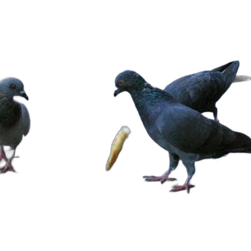 animal, food, creature, shoes transparent PNG cut-out