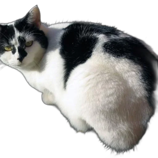 animal, creature, food, hat transparent PNG cut-out