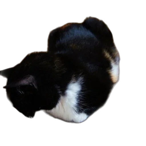 hat, animal, staff, creature transparent PNG cut-out