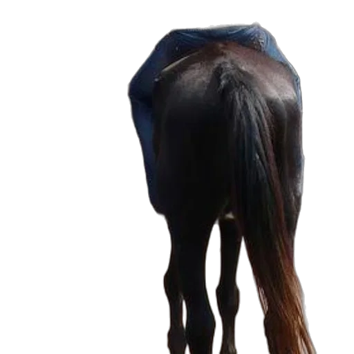 hair, animal, crown, creature transparent PNG cut-out