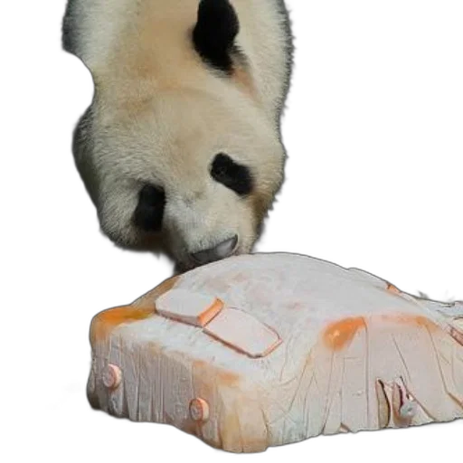 food, animal, creature, shoes transparent PNG cut-out