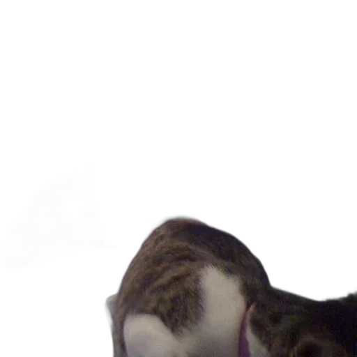animal, creature, face, staff transparent PNG cut-out