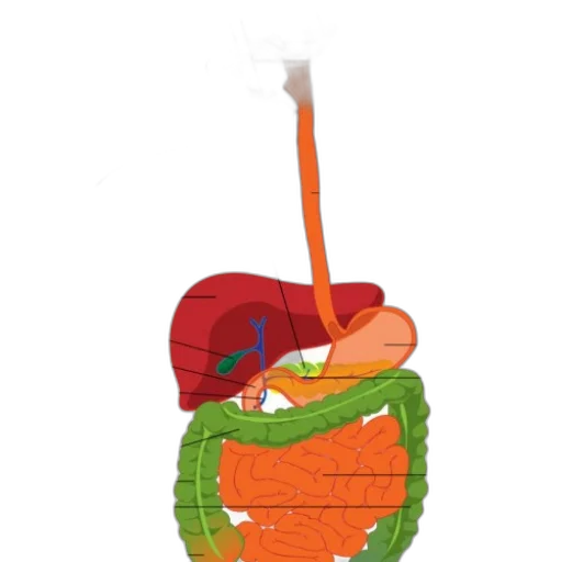 bottle, staff, food, hat transparent PNG cut-out