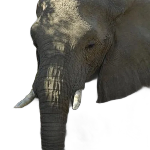 animal, creature, face, staff transparent PNG cut-out