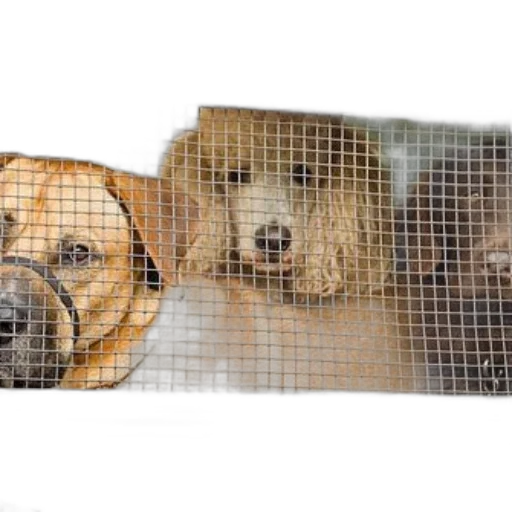three, dogs, seen, through transparent PNG cut-out
