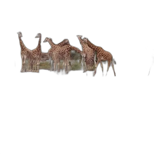 animal, creature, hat, car transparent PNG cut-out