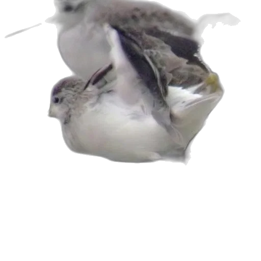animal, dragon, weapon, creature transparent PNG cut-out