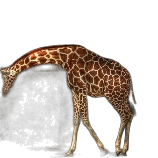 animal, creature, food, jewelry transparent PNG cut-out