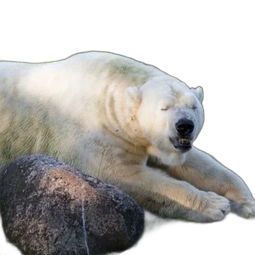 animal, creature, staff, food transparent PNG cut-out