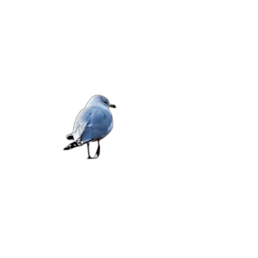 animal, robot, staff, hat transparent PNG cut-out