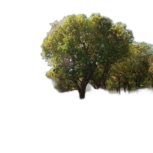 tree, crown, hair, hat transparent PNG cut-out