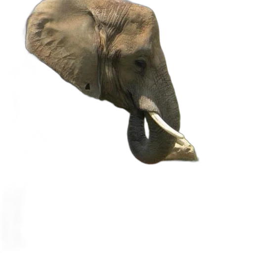 mask, animal, hat, creature transparent PNG cut-out