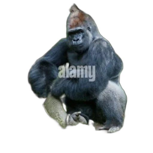 animal, creature, hat, staff transparent PNG cut-out