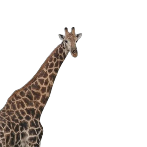 animal, creature, hat, face transparent PNG cut-out