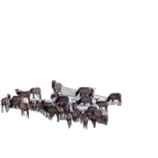 jewelry, crown, furniture, animal transparent PNG cut-out