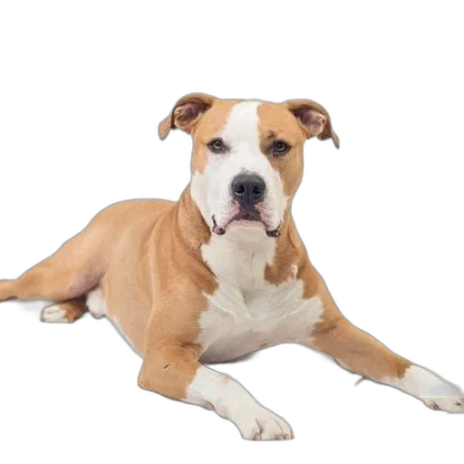 animal, staff, creature, photorealistic transparent PNG cut-out