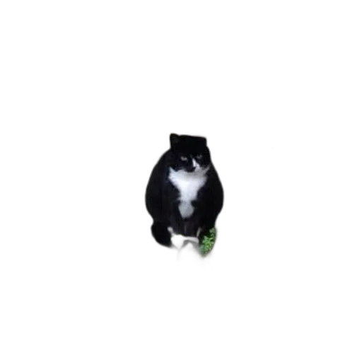 animal, creature, staff, robot transparent PNG cut-out