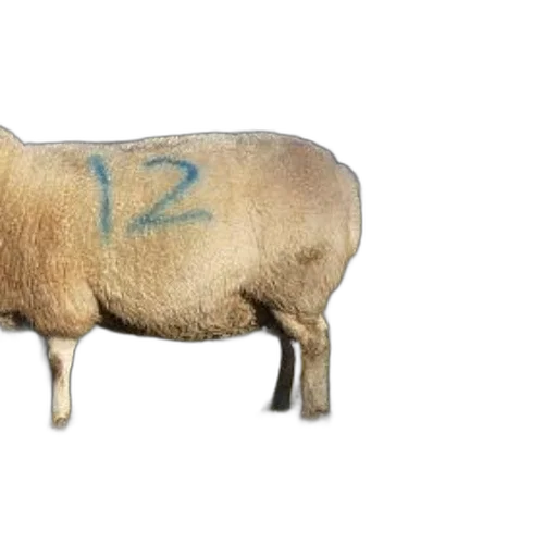 animal, weapon, food, furniture transparent PNG cut-out