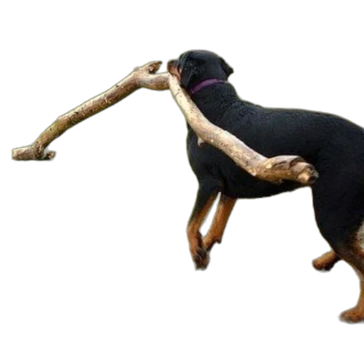 animal, staff, creature, weapon transparent PNG cut-out