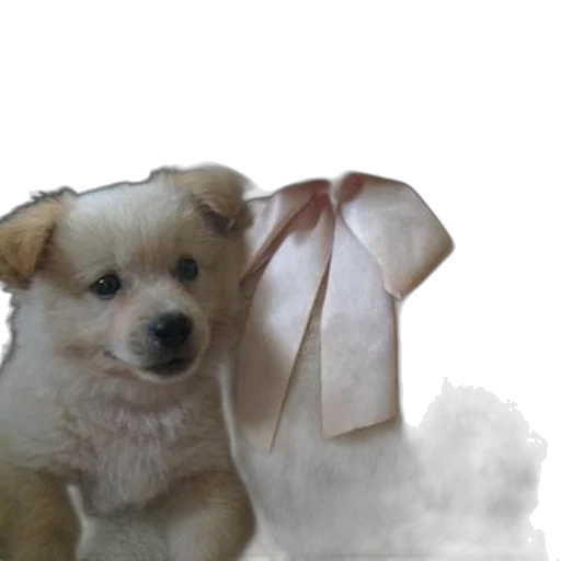 staff, animal, creature, weapon transparent PNG cut-out