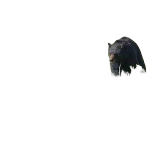 animal, creature, hair, face transparent PNG cut-out
