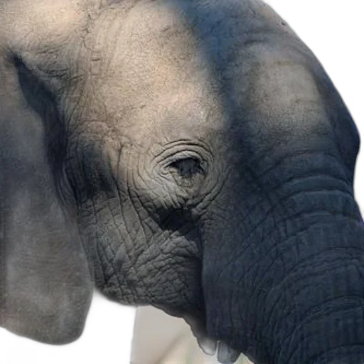 animal, face, creature, photorealistic transparent PNG cut-out
