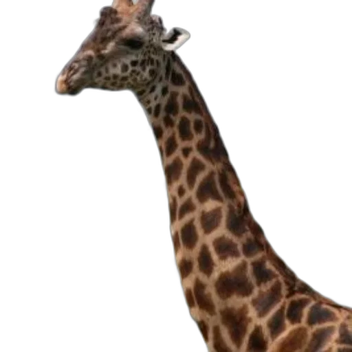 animal, creature, staff, face transparent PNG cut-out