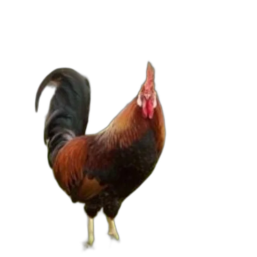 animal, creature, food, staff transparent PNG cut-out
