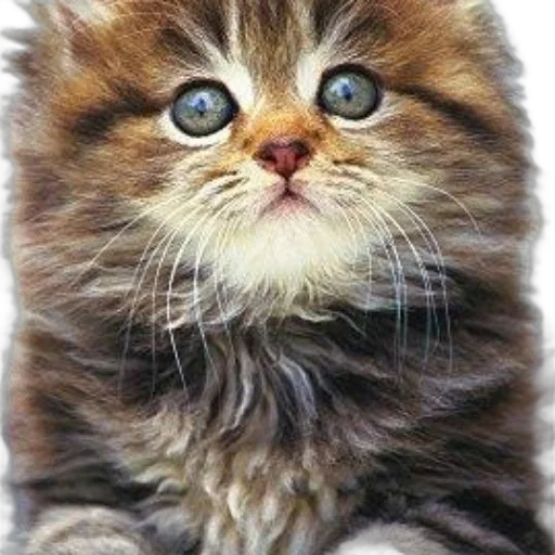 animal, creature, face, staff transparent PNG cut-out