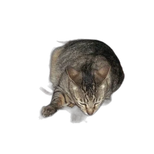 animal, creature, staff, face transparent PNG cut-out
