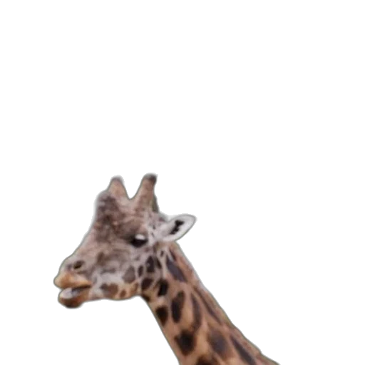 animal, creature, staff, hat transparent PNG cut-out