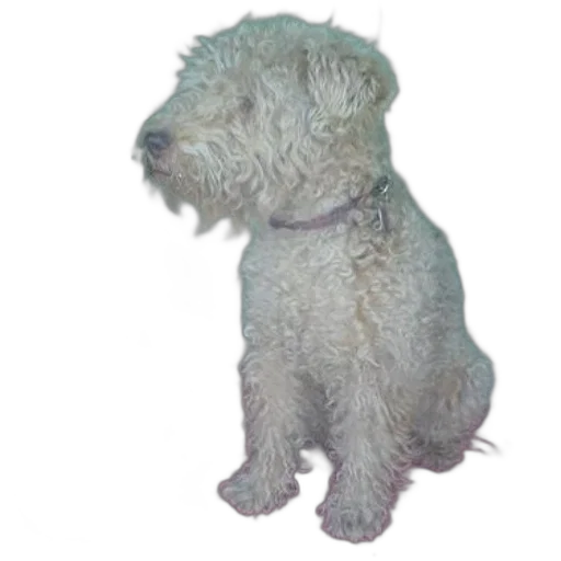 animal, staff, creature, face transparent PNG cut-out