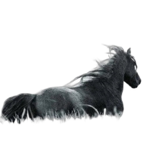 animal, hair, dragon, creature transparent PNG cut-out