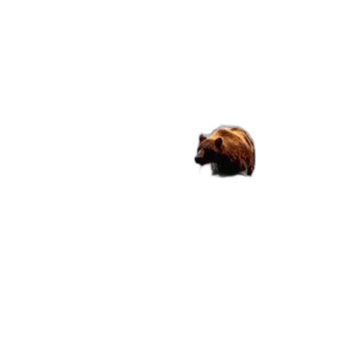 animal, creature, hair, hat transparent PNG cut-out