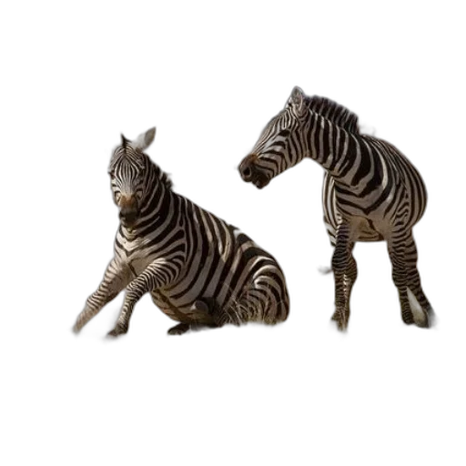 animal, creature, furniture, 3d render transparent PNG cut-out