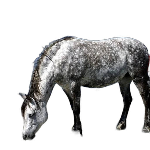 animal, creature, dragon, crown transparent PNG cut-out