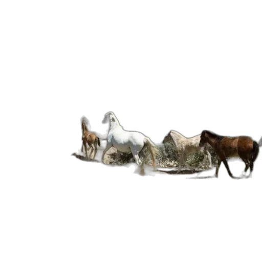 animal, crown, shoes, furniture transparent PNG cut-out