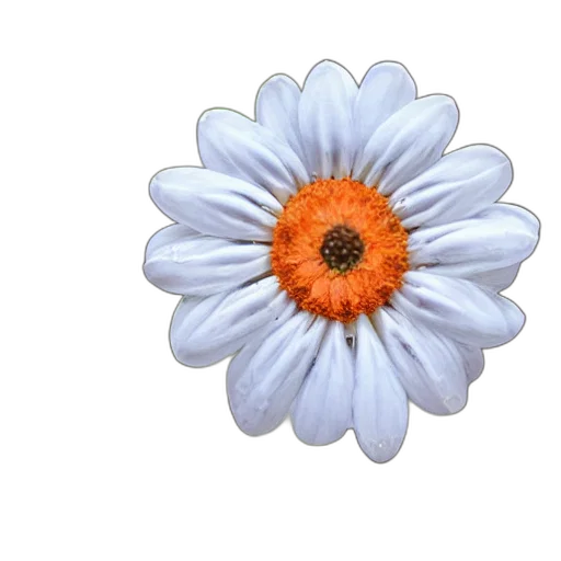 flower, jewelry, crown, staff transparent PNG cut-out