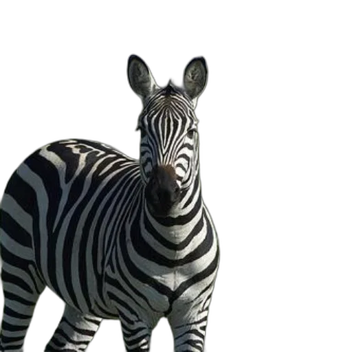 animal, creature, jewelry, staff transparent PNG cut-out