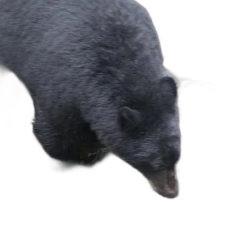 animal, creature, staff, face transparent PNG cut-out