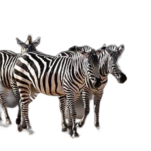 animal, jewelry, creature, furniture transparent PNG cut-out