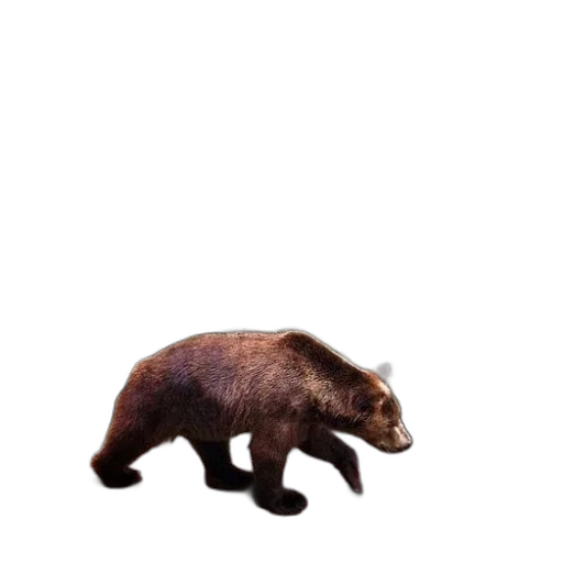 animal, creature, weapon, food transparent PNG cut-out