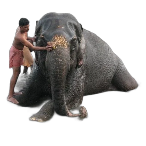 animal, creature, staff, weapon transparent PNG cut-out