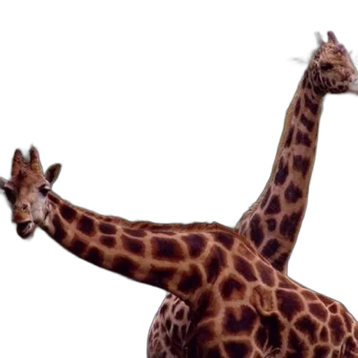animal, creature, hat, staff transparent PNG cut-out