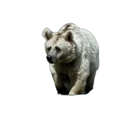 animal, creature, face, staff transparent PNG cut-out