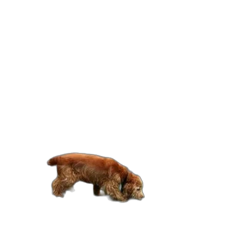 animal, creature, food, furniture transparent PNG cut-out