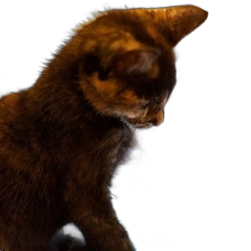 animal, creature, staff, hat transparent PNG cut-out