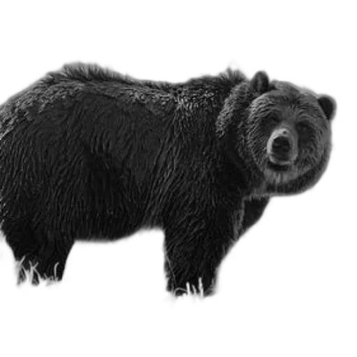 animal, creature, staff, face transparent PNG cut-out