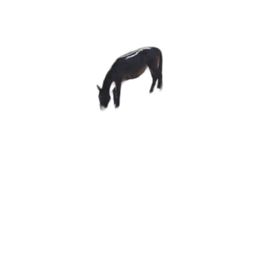 animal, hair, shoes, creature transparent PNG cut-out