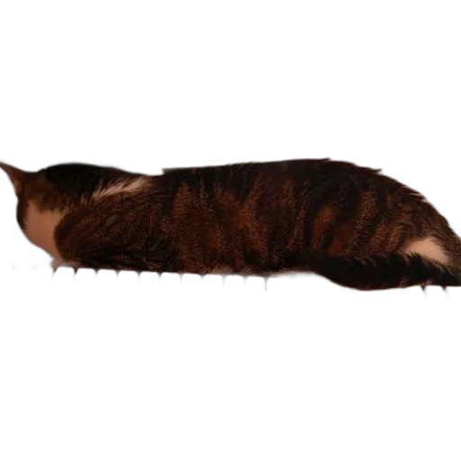 animal, staff, creature, hat transparent PNG cut-out